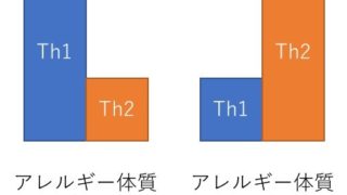 Th1 Th2 320x180 - アレルギーの基礎知識